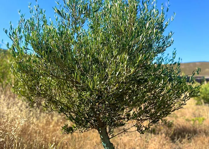 Boutique Cycladic Houses - Elegant & Private Stays Near Of The Beach
